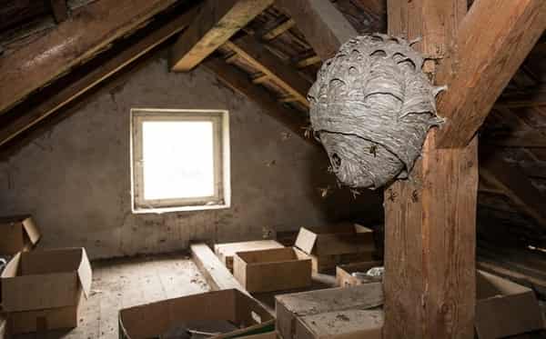 Vosí hnízdo v podkroví